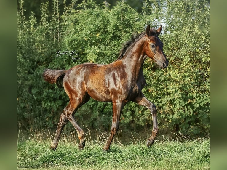 Oldenburger Hengst Fohlen (05/2025) 173 cm Rappe in Heeten