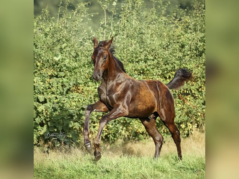Oldenburger Hengst Fohlen (05/2025) 173 cm Rappe in Heeten