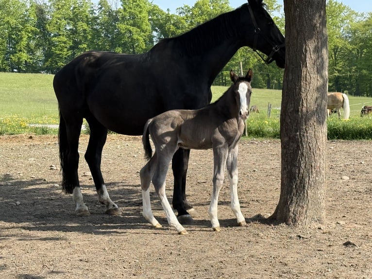 Oldenburger Hengst  173 cm Rappe in Berg