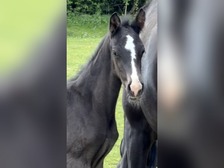 Oldenburger Hengst Fohlen (04/2026) 173 cm Schwarzbrauner in Hanerau-Hademarschen