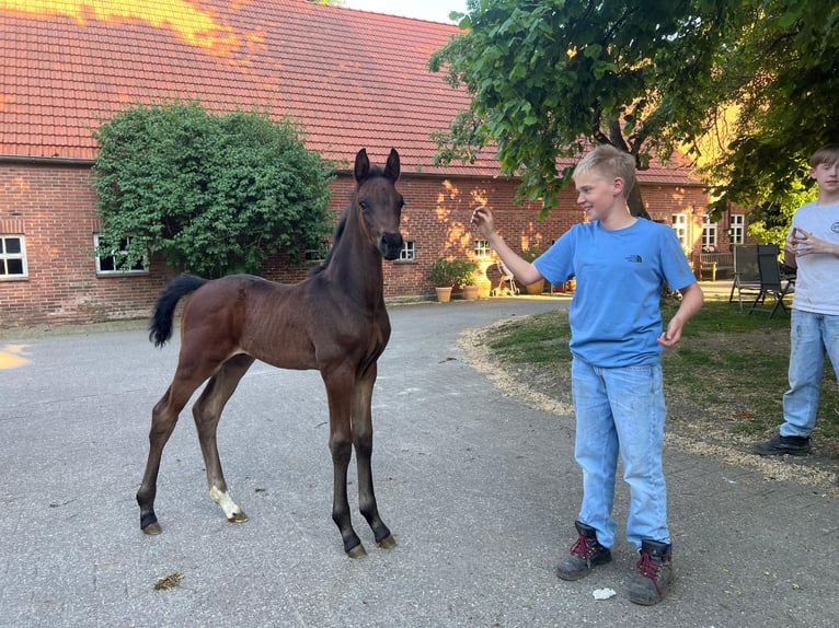 Oldenburger Hengst  174 cm Dunkelbrauner in Vechta