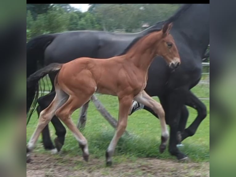 Oldenburger Hengst  175 cm Brauner in Westerstede