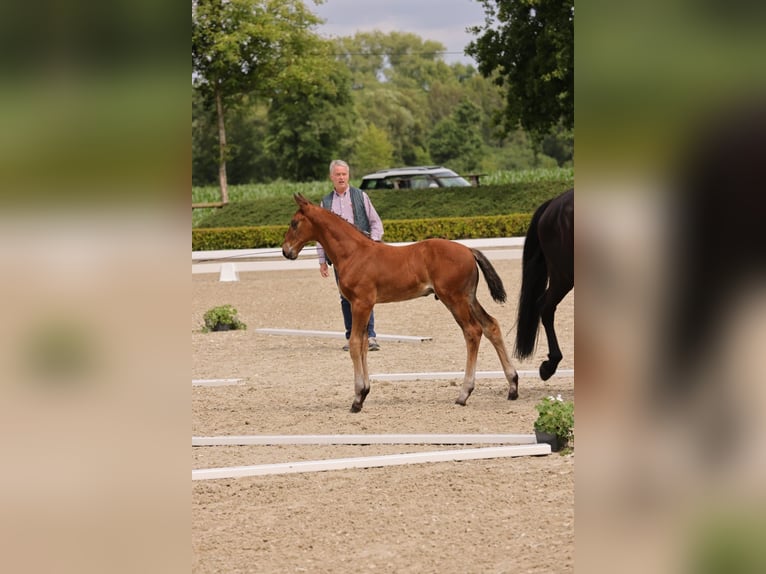 Oldenburger Hengst  175 cm Brauner in Westerstede