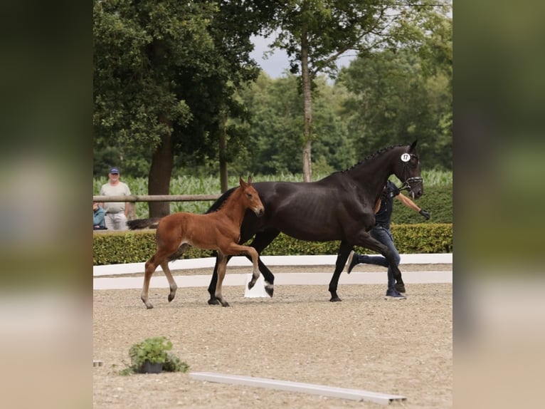 Oldenburger Hengst  175 cm Brauner in Westerstede
