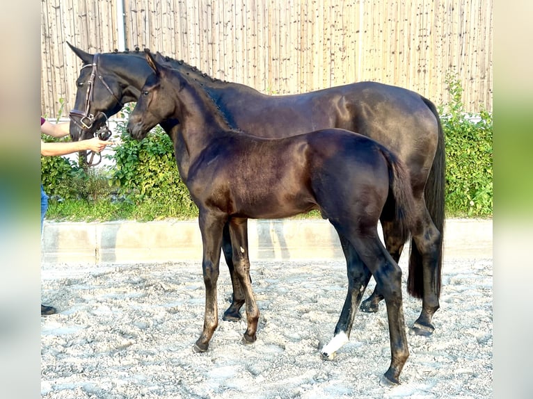 Oldenburger Hengst Fohlen (06/2025) 175 cm Rappe in L&#xF6;wenberger Land