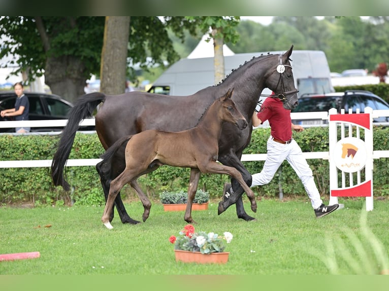 Oldenburger Hengst Fohlen (06/2025) 175 cm Rappe in L&#xF6;wenberger Land