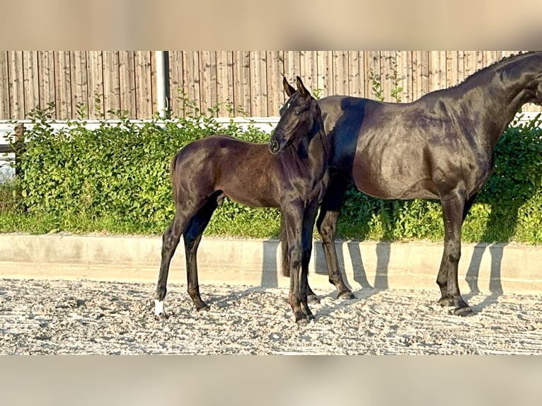 Oldenburger Hengst Fohlen (06/2025) 175 cm Rappe in L&#xF6;wenberger Land