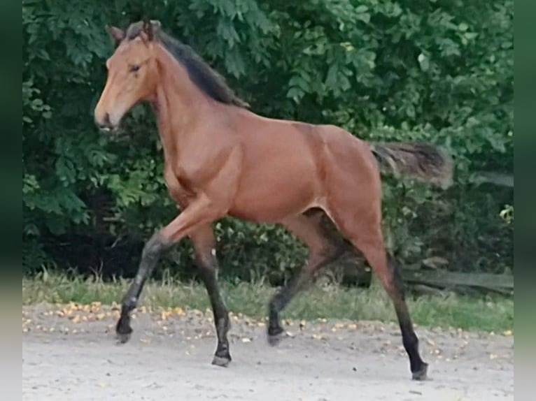 Oldenburger Hengst Fohlen (04/2026) Brauner in Butjadingen