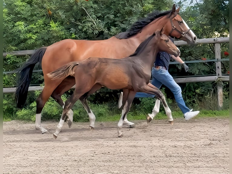 Oldenburger Hengst  Brauner in Hude (Oldenburg)