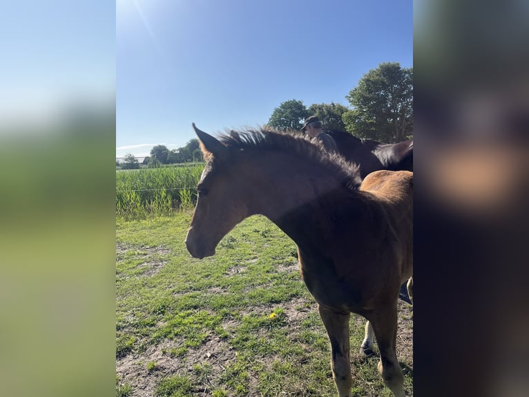 Oldenburger Hengst  Brauner in Oldsum