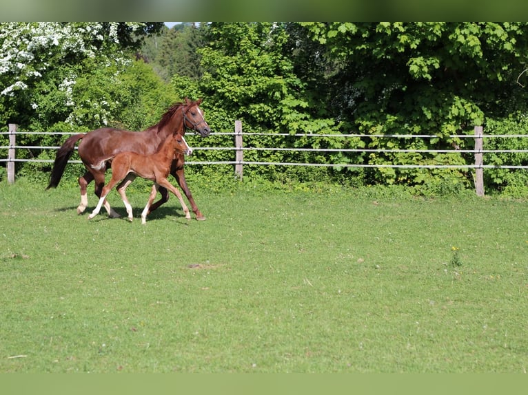 Oldenburger Hengst  Brauner in Rennerod