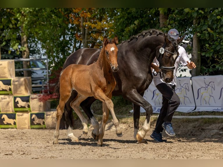 Oldenburger Hengst  Brauner in Seeheim-Jugenheim