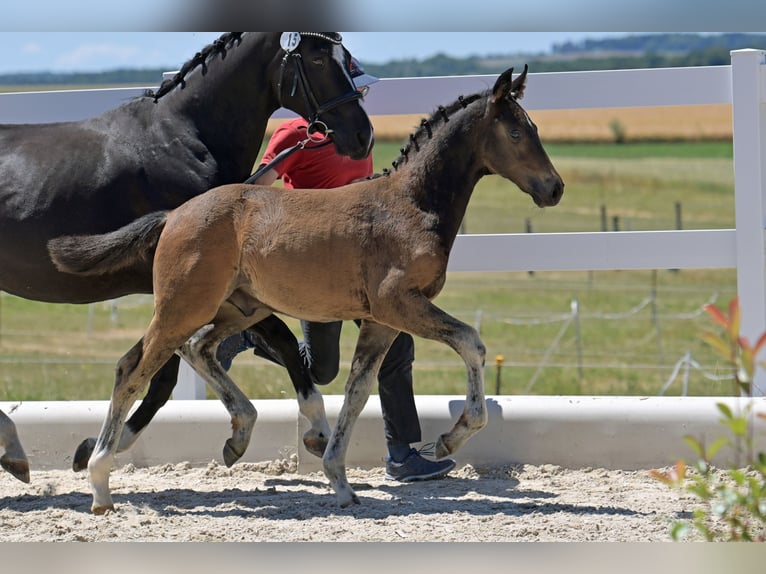 Oldenburger Hengst  Brauner in Seeheim-Jugenheim