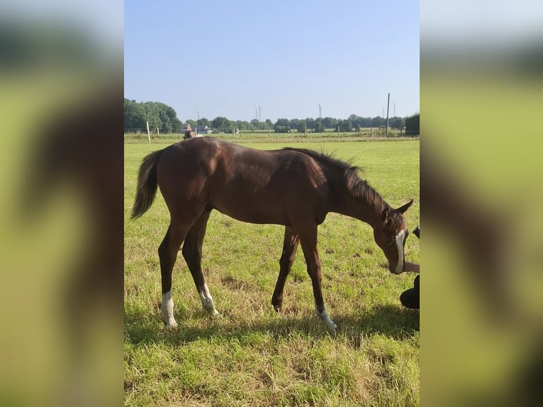 Oldenburger Mix Hengst Fohlen (04/2025) Brauner in Voltlage