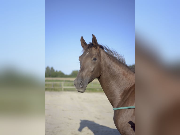 Oldenburger Hengst  in Wingst