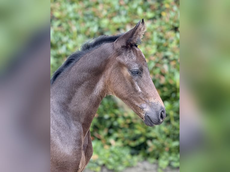 Oldenburger Hengst  Dunkelbrauner in LotteLotte