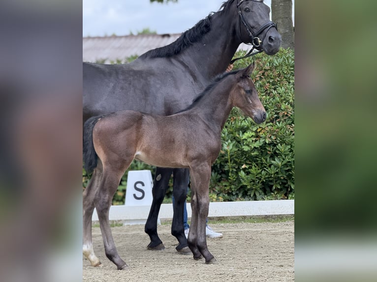 Oldenburger Hengst  Dunkelbrauner in LotteLotte