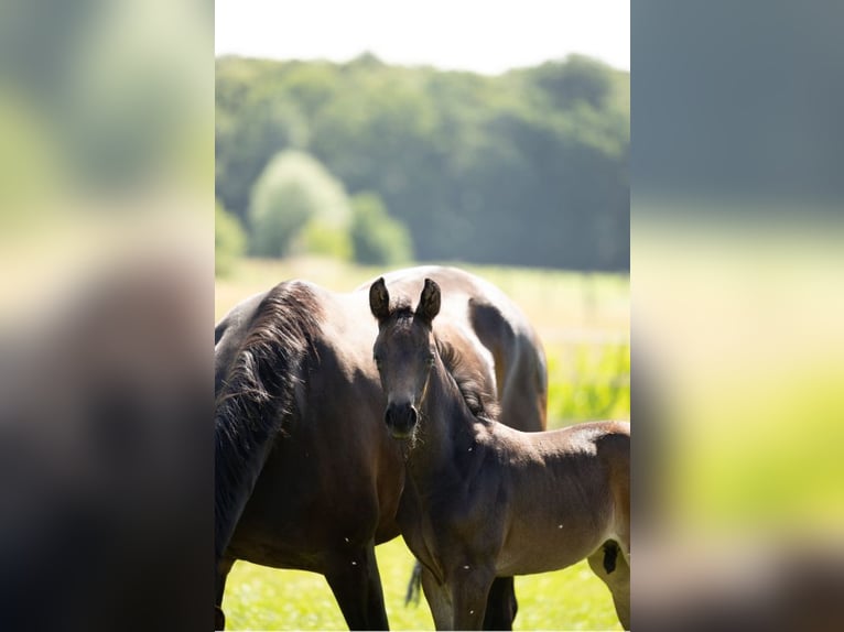 Oldenburger Hengst  Dunkelbrauner in Opdorp