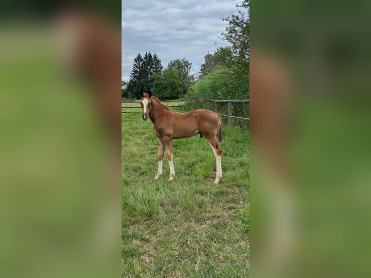 Oldenburger Hengst  Dunkelfuchs in Dietzenbach