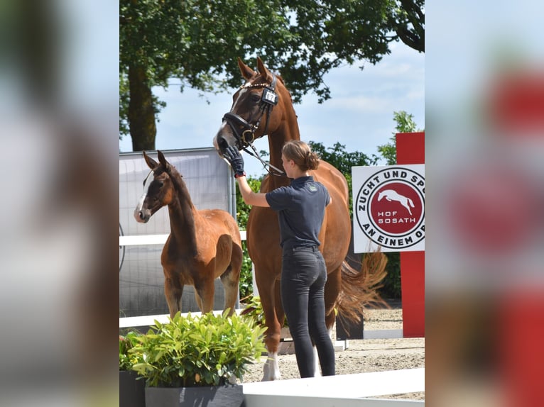 Oldenburger Hengst Fohlen (05/2026) Dunkelfuchs in Westerstede