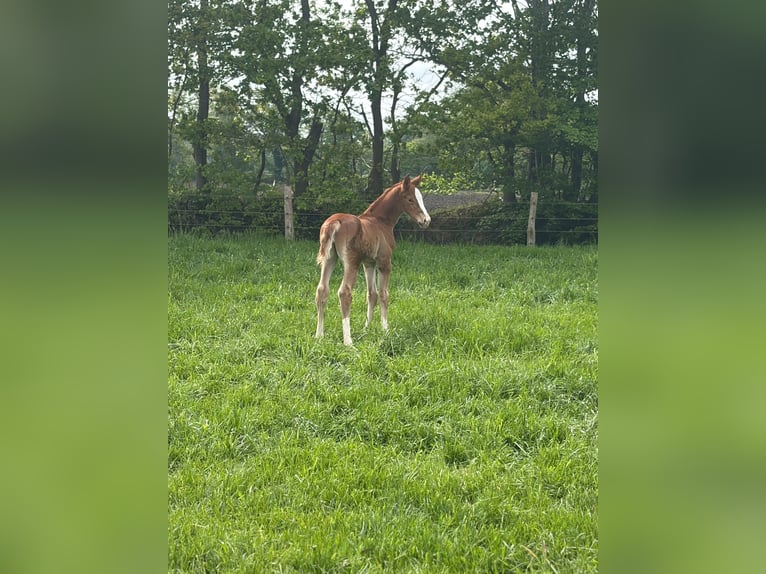 Oldenburger Hengst Fohlen (05/2026) Dunkelfuchs in Westerstede
