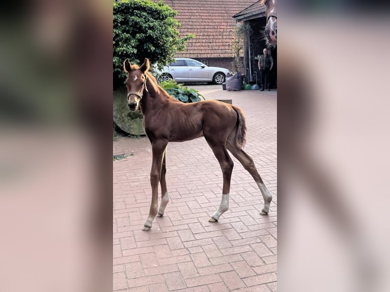 Oldenburger Hengst  Dunkelfuchs in Westerstede