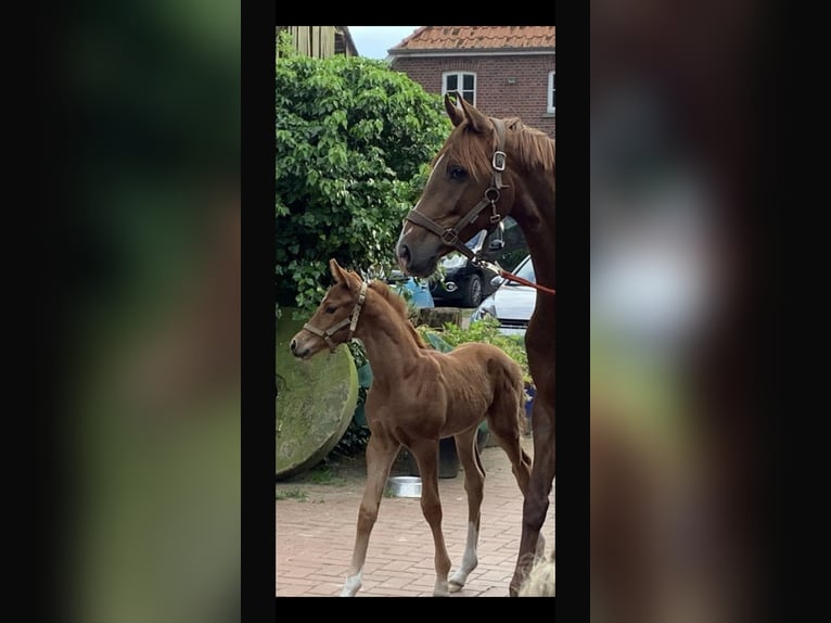 Oldenburger Hengst  Dunkelfuchs in Westerstede