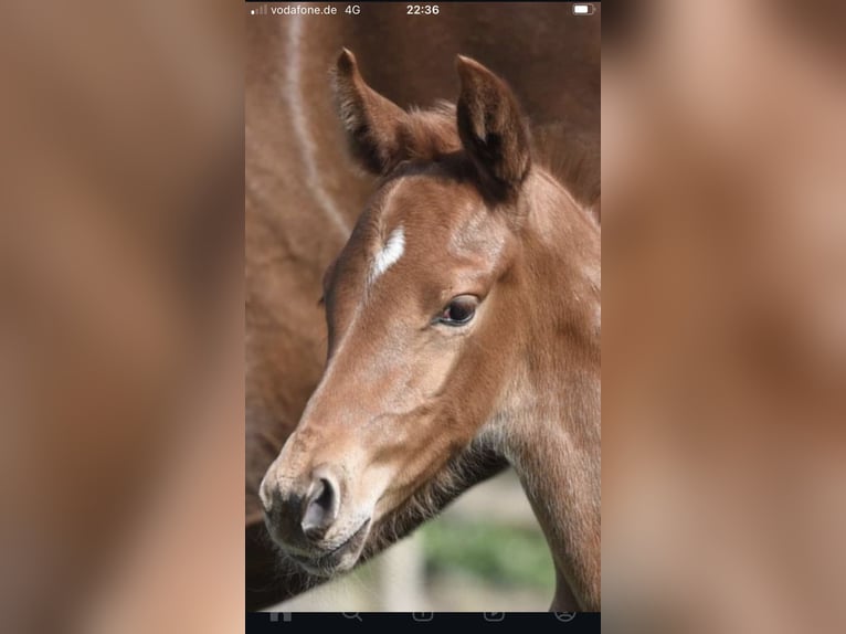 Oldenburger Hengst  Dunkelfuchs in Westerstede