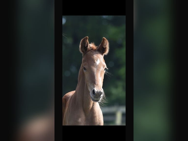 Oldenburger Hengst  Dunkelfuchs in Westerstede