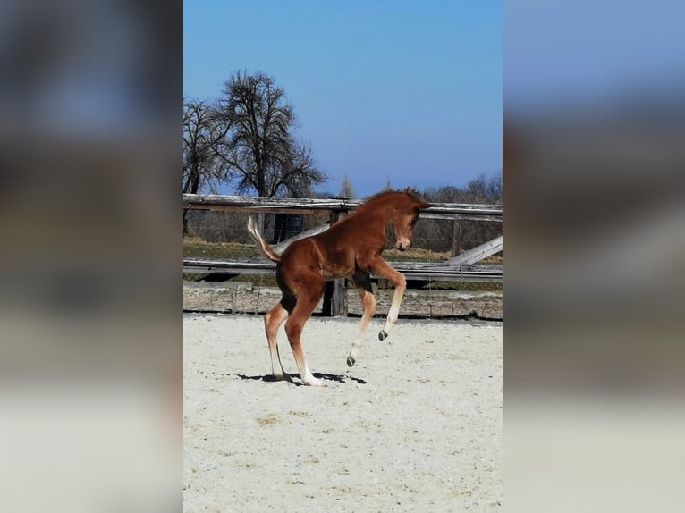 Oldenburger Hengst  Fuchs in Haidershofen