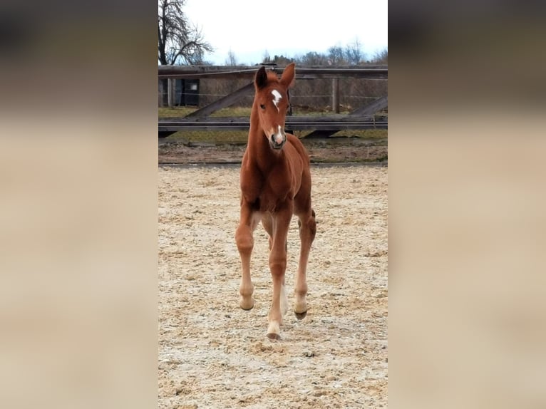 Oldenburger Hengst  Fuchs in Haidershofen