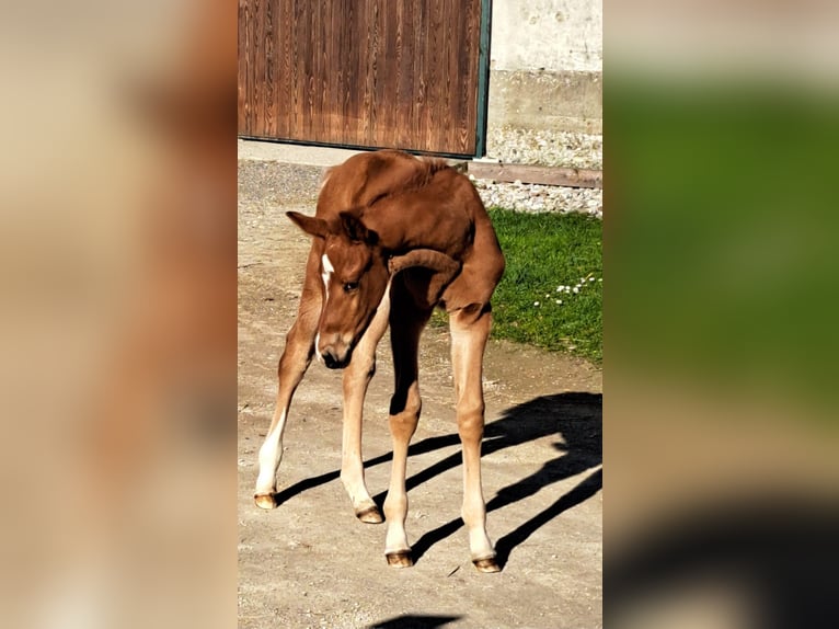 Oldenburger Hengst  Fuchs in Haidershofen