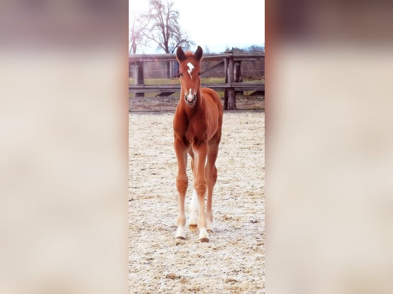 Oldenburger Hengst  Fuchs in Haidershofen
