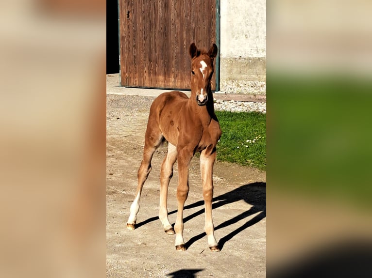 Oldenburger Hengst  Fuchs in Haidershofen