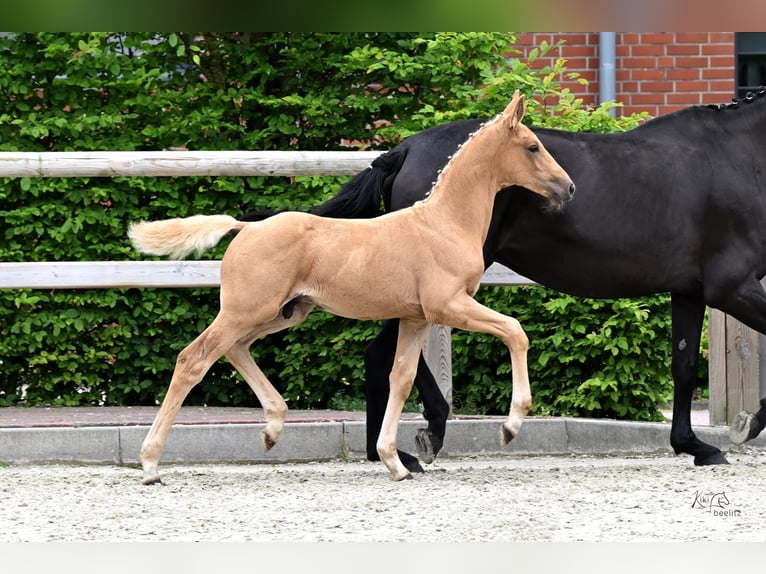 Oldenburger Hengst Fohlen (04/2026) Palomino in Bakum