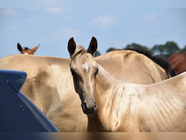 Oldenburger Mix Hengst Fohlen (04/2025) Palomino in Ovelg&#xF6;nne