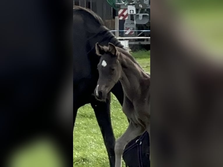 Oldenburger Hengst Rappe in Westerstede Oldenburger Hengst Rappe in Westerstede