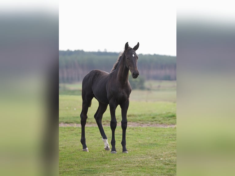 Oldenburger Hengst Fohlen (05/2026) Rappe in Chwarstnica