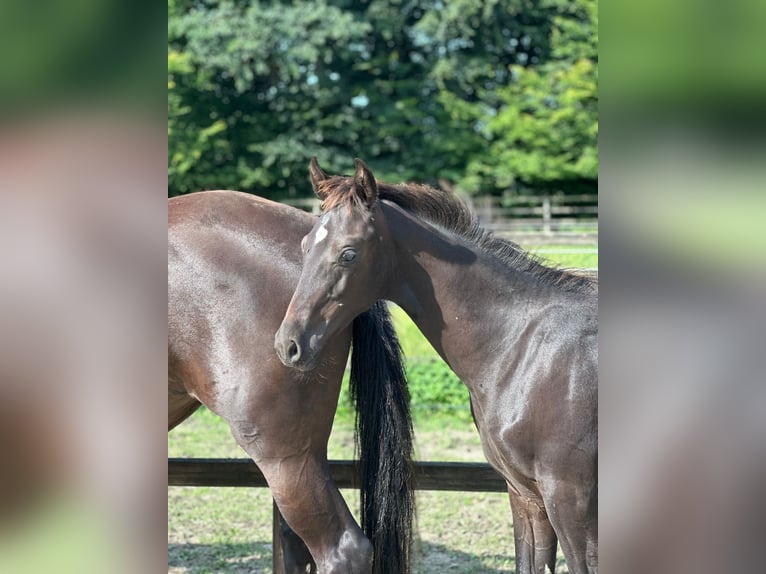 Oldenburger Hengst  Rappe in Cloppenburg