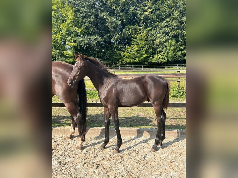 Oldenburger Hengst  Rappe in Cloppenburg