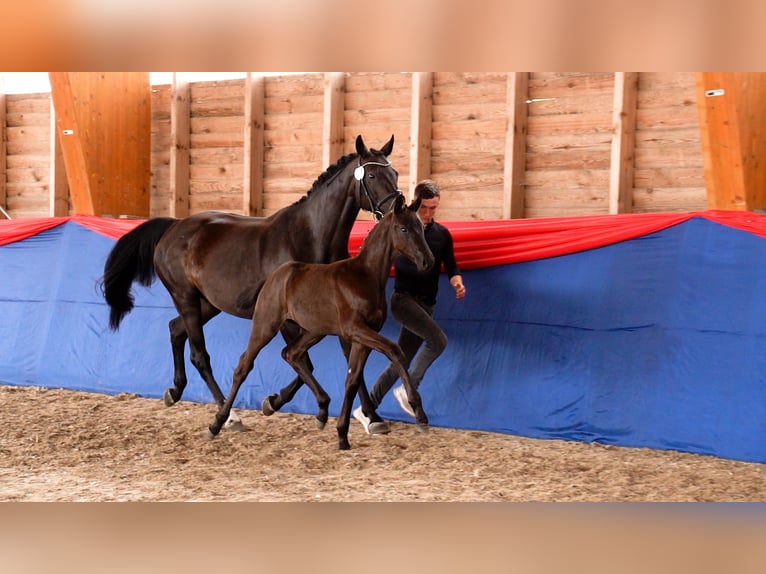 Oldenburger Hengst  Rappe in Fehrbellin Protzen