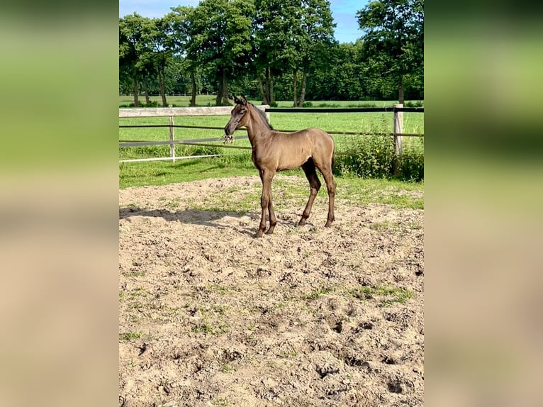 Oldenburger Hengst  Rappe in Saterland