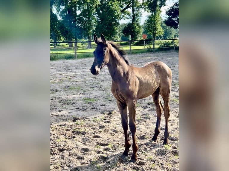 Oldenburger Hengst  Rappe in Saterland