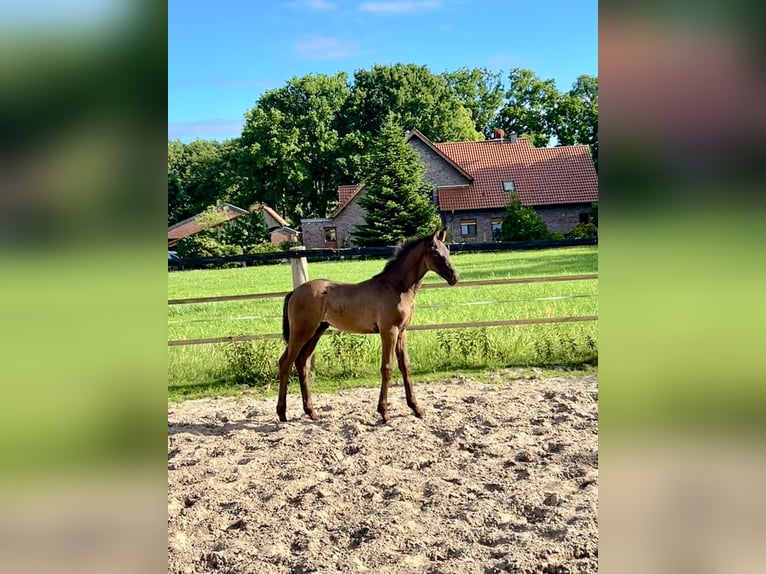 Oldenburger Hengst  Rappe in Saterland