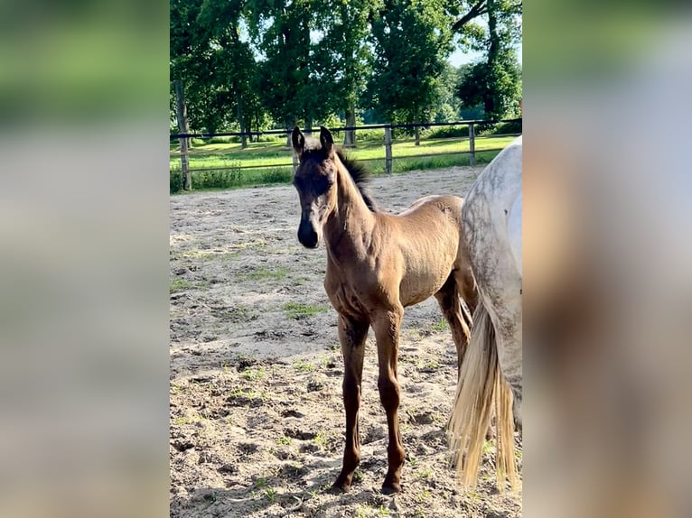 Oldenburger Hengst  Rappe in Saterland