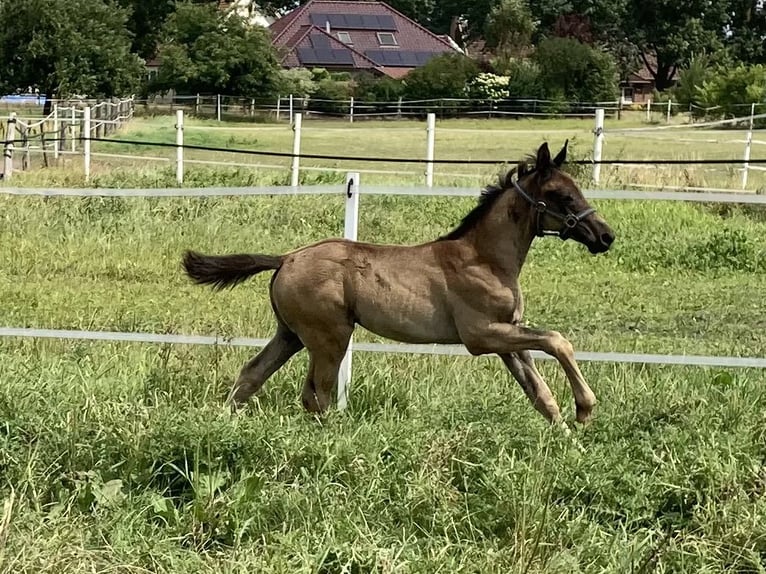 Oldenburger Hengst Fohlen (05/2026) Rappe in Großenkneten