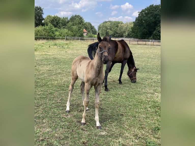 Oldenburger Hengst Fohlen (05/2026) Rappe in Großenkneten