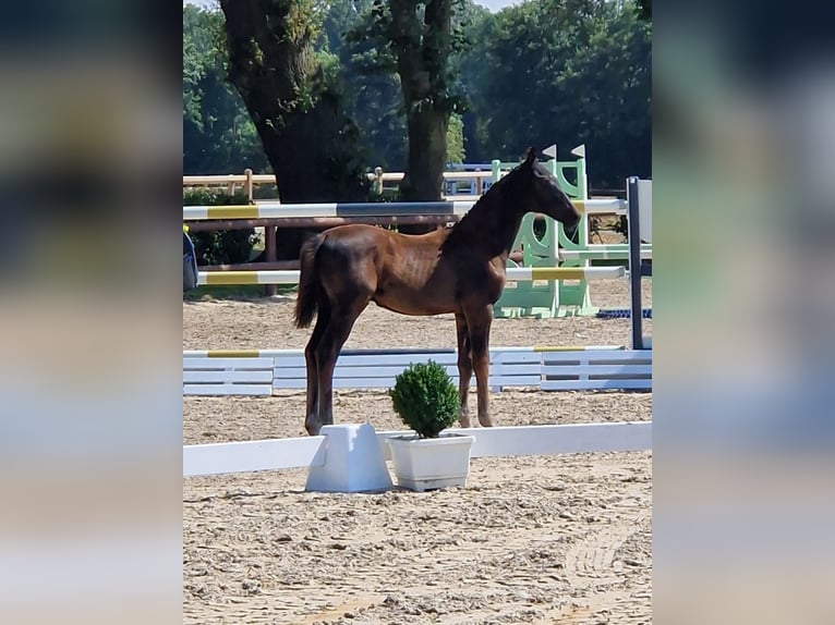 Oldenburger Hengst Fohlen (01/2026) Rappe in Großheide Westerende