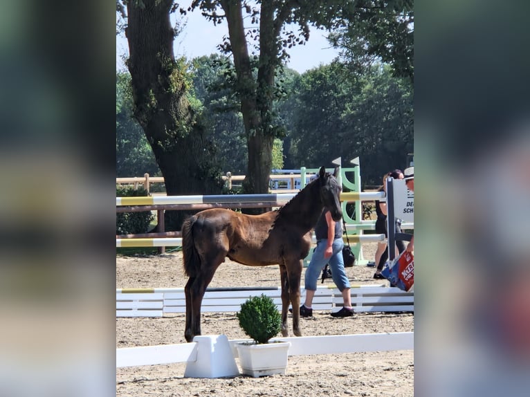 Oldenburger Hengst Fohlen (01/2026) Rappe in Großheide Westerende
