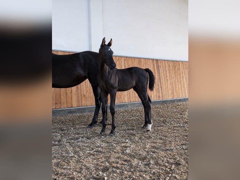 Oldenburger Hengst Fohlen (05/2026) Rappe in Heiligengrabe Liebenthal